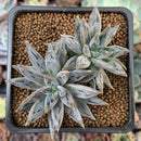 Echeveria 'Unguiculata' 2" Cluster Succulent Plant