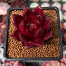 Echeveria Agavoides 'Luming' 2" Succulent Plant