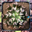 Echeveria 'Black Hawk' 2" Succulent Plant
