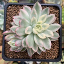 Echeveria 'Mebina' Variegated 2" Cluster Succulent Plant