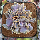 Echeveria 'Valkyrie' 4" Cluster Succulent Plant