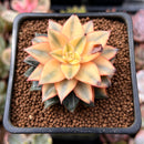 Echeveria 'Monocerotis' Variegated 2" Succulent Plant *Blemished*