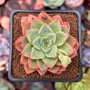 Echeveria 'Ice Pinky' 2" Succulent Plant
