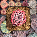 Echeveria 'Black Swan' 2" Succulent Plant
