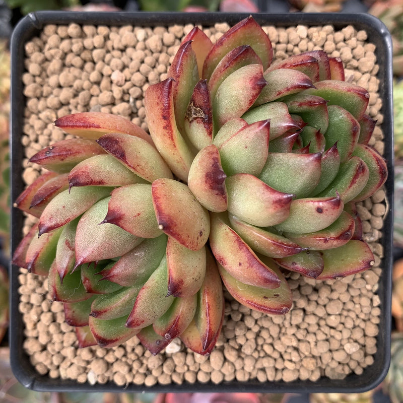 succulent plant pebbles Echeveria Agavoides 'Pebbles' 3"-4" Cluster Succulent Plant – True Succulents Plant Co