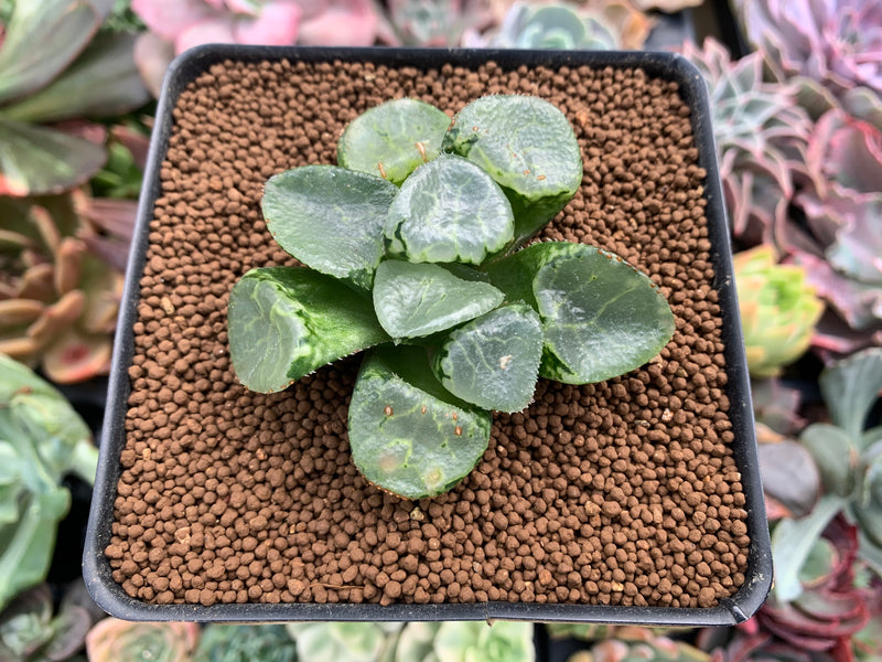 broad leaf succulent plants Haworthia 'Ikeda' Wide Leaf 2" Succulent Plant – True Succulents Plant Co
