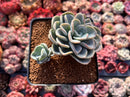 Pachyveria 'Orpet' 3" Cluster Succulent Plant