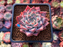 Echeveria 'Fresco' 2" New Hybrid Succulent Plant