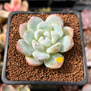 Echeveria 'Icy Green' 1" Succulent Plant