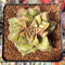 Echeveria 'Mini Nouvella' 2" Succulent Plant