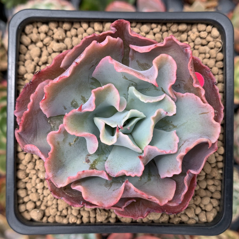 succulent fair Echeveria 'Audrey Fair' 2" Succulent Plant – True Succulents Plant Co
