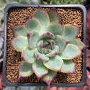 Echeveria 'Ratam' 2" Succulent Plant