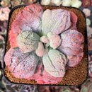 Echeveria 'Linguas' 4"-5" Succulent Plant