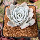 Echeveria 'Laui' 2"-3" Powdery Succulent Plant