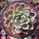 Echeveria 'Luna Solar' 4" New Hybrid Succulent Plant