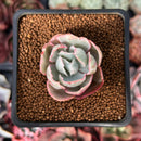 Echeveria 'Berkley Light' Variegated 1” Succulent Plant