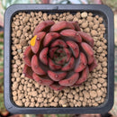 Echeveria Agavoides 'Red Bell' 2" Succulent Plant