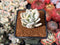 Pachyveria 'Simonasa' Variegated 1" Powdery Succulent Plant