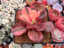 Echeveria 'Primadonna' Variegated 3" Succulent Plant