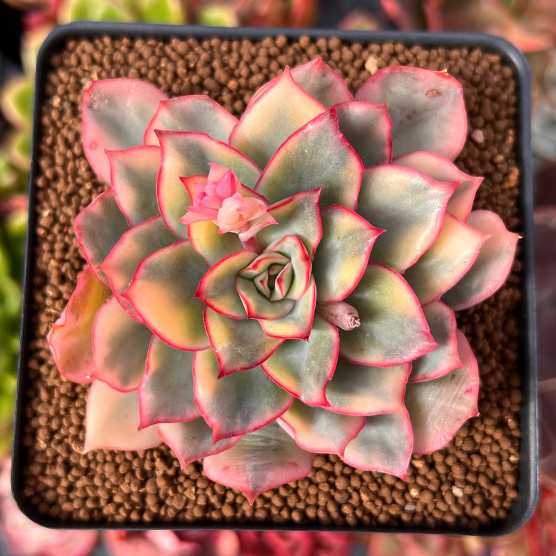esther succulent Echeveria 'Esther' Variegated 3