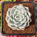 Echeveria 'Queen's Rose' 2" Succulent Plant