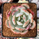 Echeveria 'Monroe' Hybrid 2" Succulent Plant