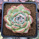 Echeveria 'Water Lily' 2" Succulent Plant