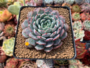 Echeveria 'Raffine' 3" Powdery Succulent Plant