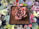 Echeveria 'Lilacina' x 'Rubin' Hybrid 1" New Hybrid Succulent Plant