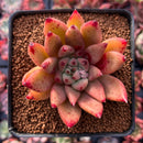 Echeveria Agavoides 'Pysche 3" Succulent Plant