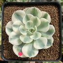 Echeveria 'Compton Carousel' 2" Succulent Plant