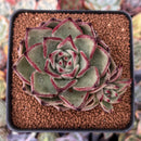 Echeveria Agavoides 'Cream Rose' 3" Succulent Plant