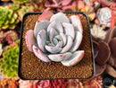 Echeveria 'White Lotus' 2" Powdery Succulent Plant