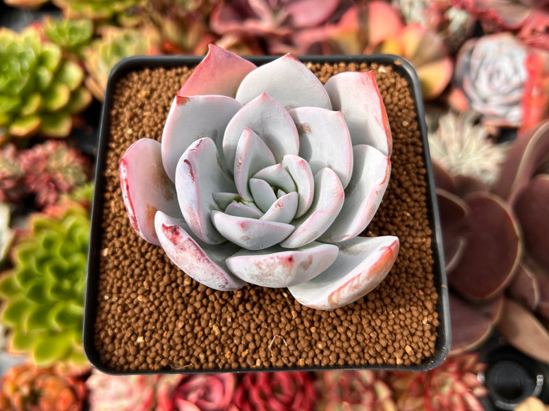 white lotus succulent Echeveria 'White Lotus' 2