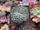 Echeveria 'Hearts Choice' Crested 2"-3" Succulent Plant