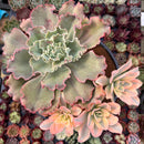 Echeveria 'Japan Moon River' Variegated 7"-8" Large Cluster Succulent Plant