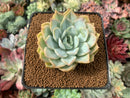 Echeveria 'Josephine' 2" Succulent Plant