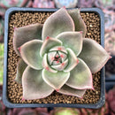 Echeveria Agavoides 'Jade Star' 2" Zusung Hybrid Succulent Plant