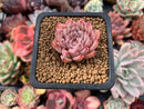 Echeveria 'Zaragoza' 1" Succulent Plant