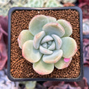 Echeveria 'Icy Green' 2" Succulent Plant