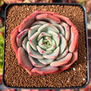 Echeveria 'Salmon' 1" Succulent Plant