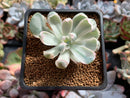 Echeveria 'Berkeley Light' Variegated 1"-2" Succulent Plant