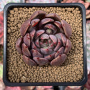 Echeveria Agavoides 'Magic Plot' 2" Succulent Plant