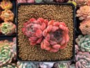 Echeveria 'Cortes' 3" Cluster Succulent Plant
