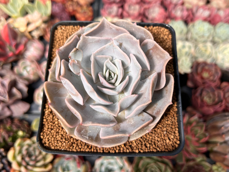 pollux succulent Echeveria 'Pollux' 3" Succulent Plant – True Succulents Plant Co