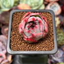Echeveria 'Casio' Variegated 1" Succulent Plant