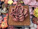 Echeveria Agavoides 'Shaikh' 2" Succulent Plant