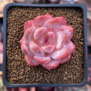 Echeveria 'Orange Monroe' 1" Cutting Succulent Plant