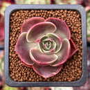 Echeveria 'Red Tan' 1" Succulent Plant