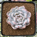 Echeveria 'Orange Monroe' 2" Succulent Plant